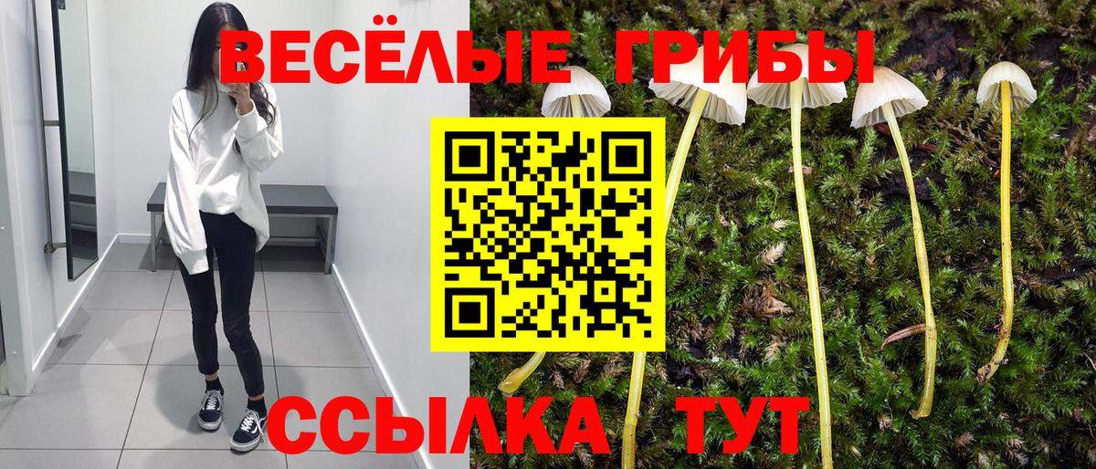 Псилоцибиновые грибы Psilocybe Сафоново